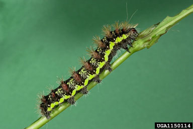 smeared dagger moth, Acronicta oblinita  (Lepidoptera: Noctuidae) - 1150114