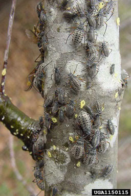 giant bark aphid, Longistigma caryae  (Hemiptera: Aphididae) - 1150115