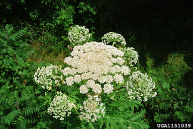 giant hogweed, Heracleum mantegazzianum  (Apiales: Apiaceae) - 1151039