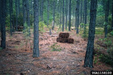 pine straw on slash pine (Pinus elliottii ) - 1158100