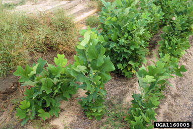 nursery operations on yellow-poplar (Liriodendron tulipifera ) - 1160005