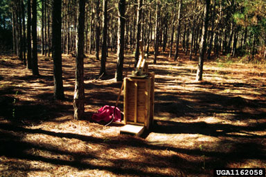 pine straw,    - 1162058