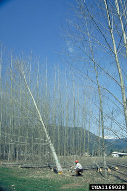 aspen/poplar, Populus spp.  (Salicales: Salicaceae) - 1169028