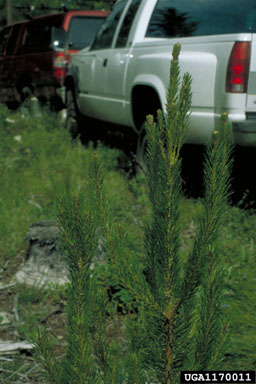 lodgepole pine, Pinus contorta  (Pinales: Pinaceae) - 1170011