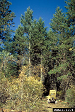 unpaved roads and trails,    - 1171001