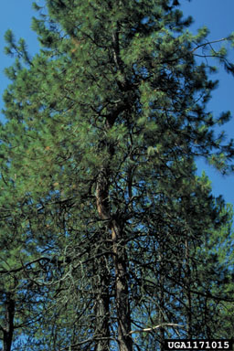 porcupine (Erethizon dorsatum ) on ponderosa pine (Pinus ponderosa ) - 1171015