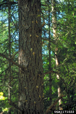 mountain pine beetle (Dendroctonus ponderosae ) on ponderosa pine (Pinus ponderosa ) - 1171022