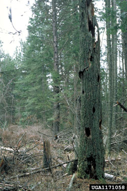 deadwood and snags,    - 1171058
