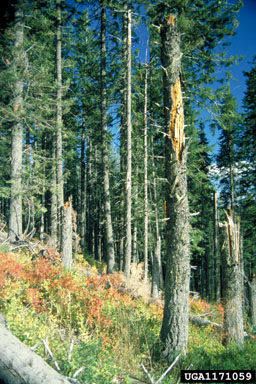 deadwood and snags,    - 1171059
