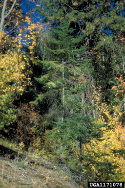 grand fir, Abies grandis  (Pinales: Pinaceae) - 1171078