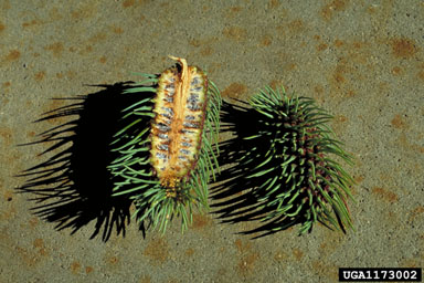 cooley spruce gall adelgid (Adelges cooleyi ) on spruce (Picea spp. ) - 1173002