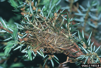 juniper webworm, Dichomeris marginella  (Lepidoptera: Gelechiidae) - 1178018