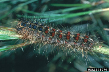 gypsy moth, Lymantria dispar  (Lepidoptera: Lymantriidae) - 1178070