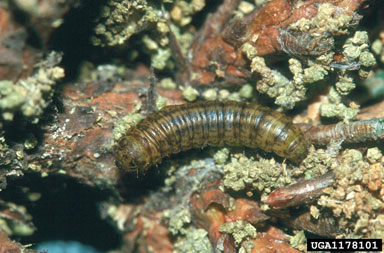 pine webworm, Pococera robustella  (Lepidoptera: Pyralidae) - 1178101