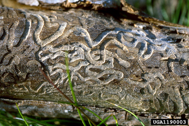 metalic wood-boring beetle (Agrilus populneus ) on aspen/poplar (Populus spp. ) - 1190003