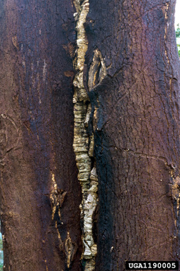 Wellenbindige oak splendour beetle (Coraebus undatus ) on cork oak (Quercus suber ) - 1190005