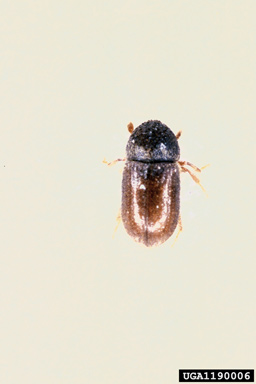 small fir bark beetle (Cryphalus piceae ) on European silver-fir (Abies pectinata ) - 1190006