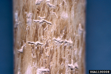 small fir bark beetle (Cryphalus piceae ) on European silver-fir (Abies pectinata ) - 1190008