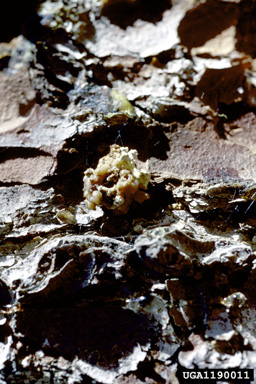 great spruce bark beetle (Dendroctonus micans ) on Norway spruce (Picea abies ) - 1190011