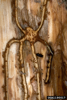 six-spined engraver beetle (Ips sexdentatus ) on Austrian pine (Pinus nigra ) - 1190017