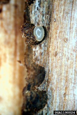 European spruce bark beetle (Ips typographus ) on Norway spruce (Picea abies ) - 1190024
