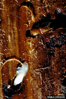 European spruce bark beetle (Ips typographus ) on Norway spruce (Picea abies ) - 1190026