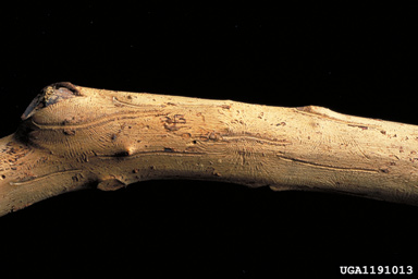smaller European elm bark beetle (Scolytus multistriatus ) on elm (Ulmus spp. ) - 1191013