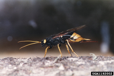 giant wood wasp, Urocerus gigas gigas (Hymenoptera: Siricidae) - 1192002