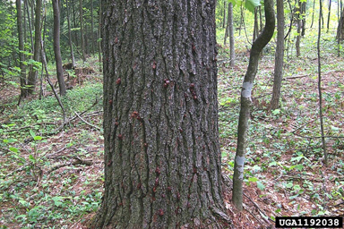 black turpentine beetle (Dendroctonus terebrans ) on eastern white pine (Pinus strobus ) - 1192038