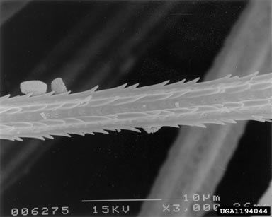 Asian gypsy moth, Lymantria dispar asiatica (Lepidoptera: Lymantriidae) - 1194044