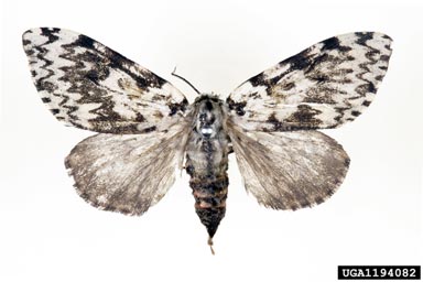 nun moth, Lymantria monacha  (Lepidoptera: Lymantriidae) - 1194082