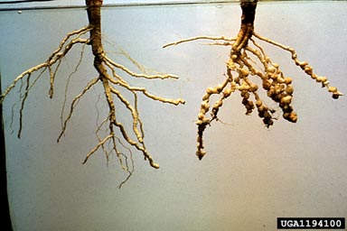 root-knot nematode, Meloidogyne incognita  (Tylenchida: Heteroderidae) - 1194100