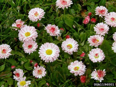English daisy, Bellis perennis  (Asterales: Asteraceae) - 1196001