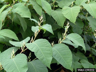 Japanese knotweed, Fallopia japonica  (Polygonales: Polygonaceae) - 1196002