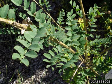 Siberian peashrub, Caragana arborescens  (Fabales: Fabaceae (Leguminosae)) - 1196005
