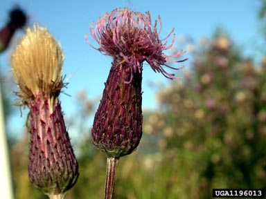 Canada thistle, Cirsium arvense  (Asterales: Asteraceae) - 1196013