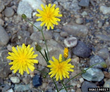 narrowleaf hawksbeard, Crepis tectorum  (Asterales: Asteraceae) - 1196017