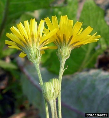 narrowleaf hawksbeard, Crepis tectorum  (Asterales: Asteraceae) - 1196021