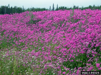 bouncingbet, Saponaria officinalis  (Caryophyllales: Caryophyllaceae) - 1196025