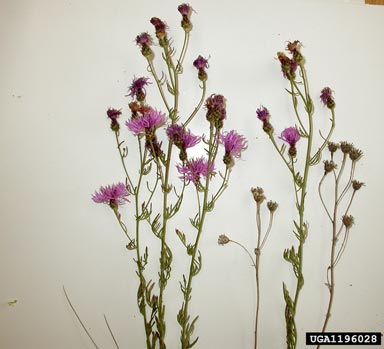 spotted knapweed, Centaurea stoebe ssp. micranthos (Asterales: Asteraceae) - 1196028