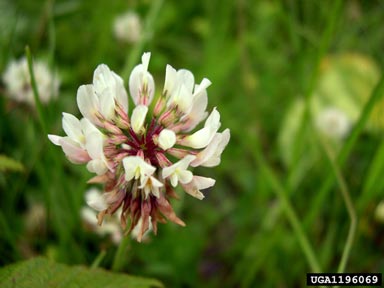 white clover, Trifolium repens  (Fabales: Fabaceae (Leguminosae)) - 1196069