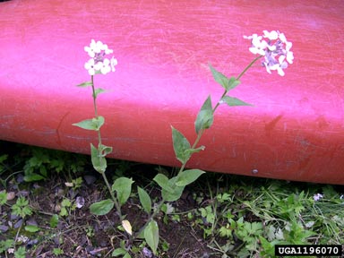 damesrocket, Hesperis matronalis  (Capparales: Brassicaceae) - 1196070
