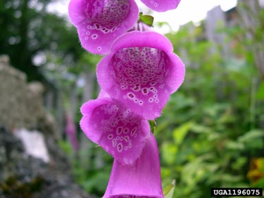 foxglove, Digitalis purpurea  (Scrophulariales: Scrophulariaceae) - 1196075