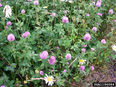 red clover, Trifolium pratense  (Fabales: Fabaceae (Leguminosae)) - 1196084