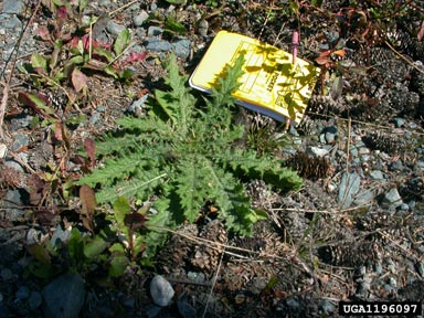 bull thistle, Cirsium vulgare  (Asterales: Asteraceae) - 1196097