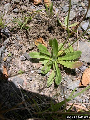 hairy cat's ear, Hypochaeris radicata  (Asterales: Asteraceae) - 1196107