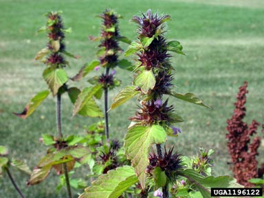 common hempnettle, Galeopsis tetrahit  (Lamiales: Lamiaceae) - 1196122