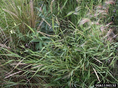 quackgrass, Elymus repens  (Cyperales: Poaceae) - 1196132