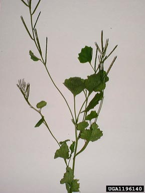 garlic mustard, Alliaria petiolata  (Capparales: Brassicaceae) - 1196140