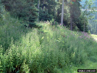 Canada thistle, Cirsium arvense  (Asterales: Asteraceae) - 1196143